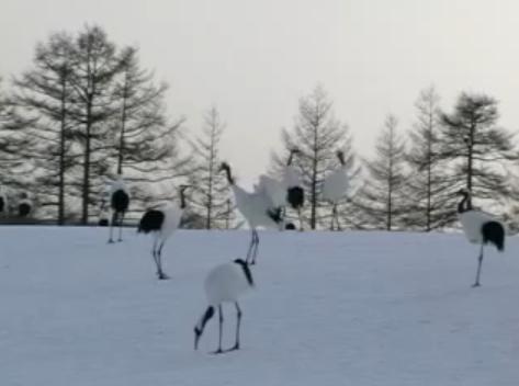 Red-Crowned Crane